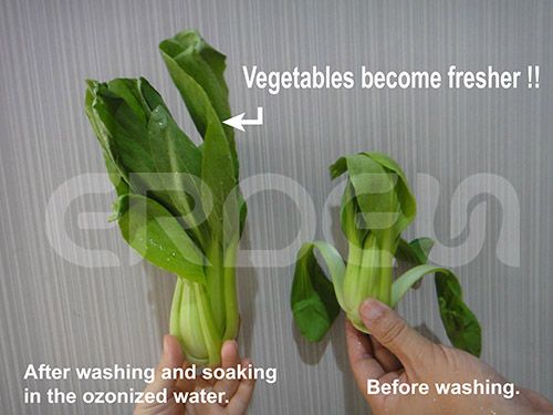 Vegetables become fresher