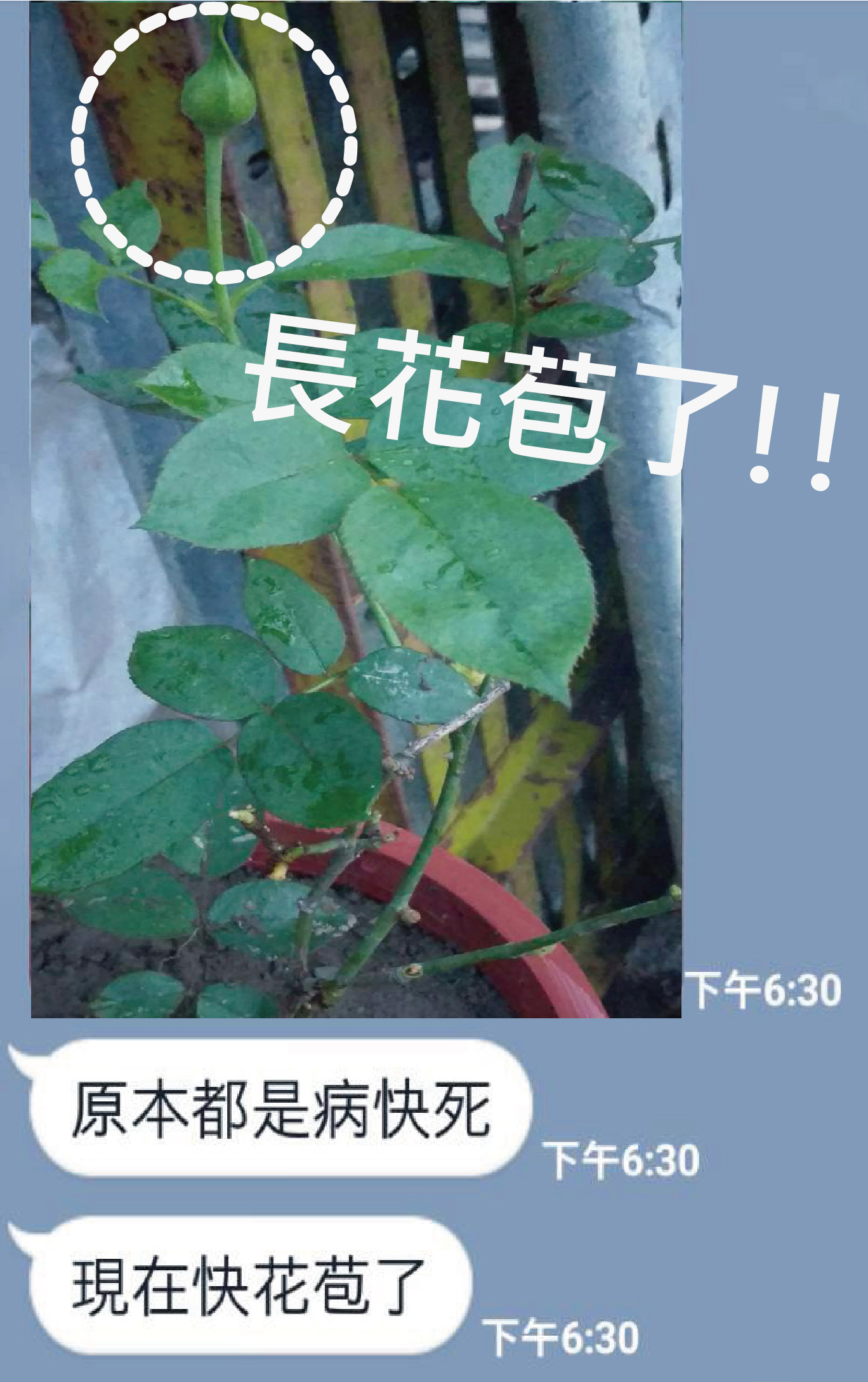 死にかけていた植物がつぼみをつけました