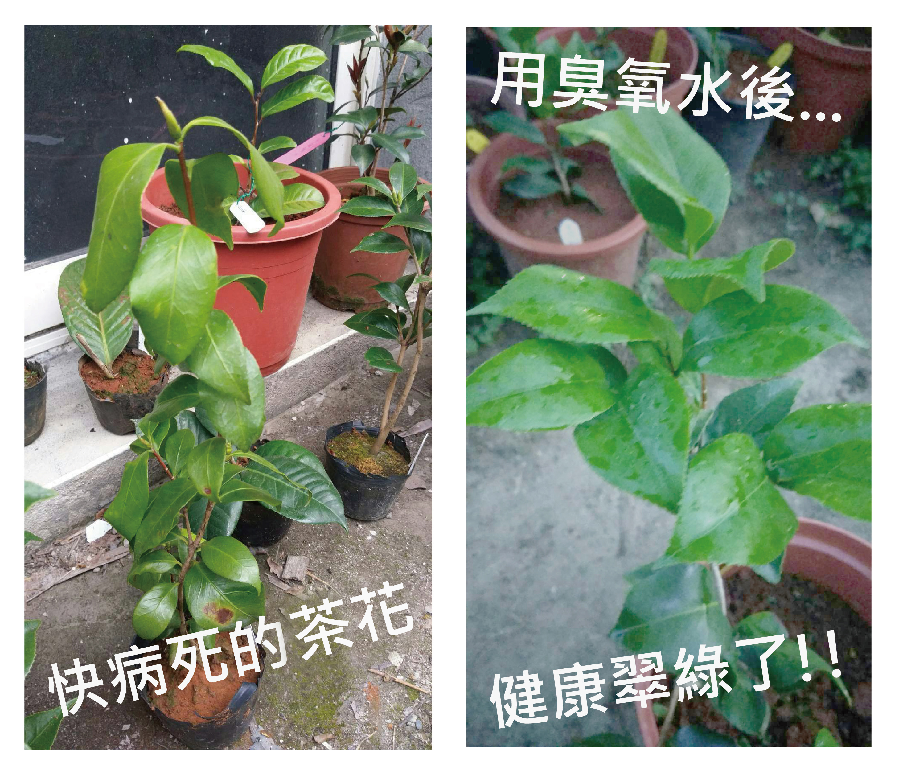 植物が活性化されました