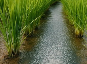 ERDEN Microbubble agricultural irrigation application