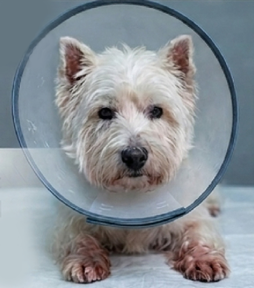 Pet condition before use