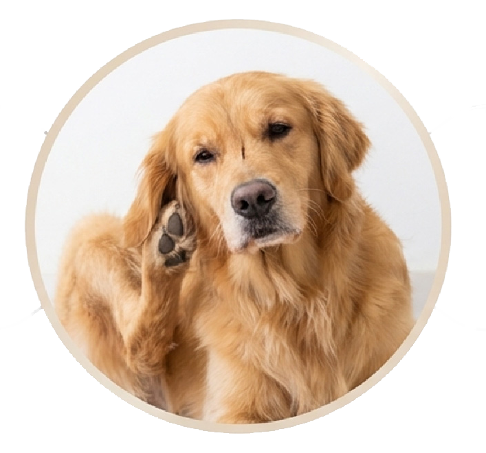 Common cleansing frustrations in pet bathing